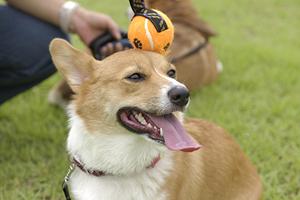 アサンテによる迅速かつ信頼のシロアリ駆除サービス｜東証プライム上場企業の安心施工実績