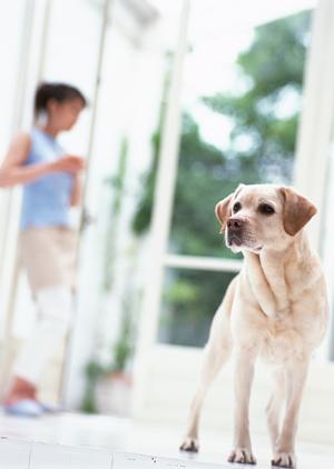 秦野で評判の動物病院トップガイド2025：選び方と安心ケアのポイント